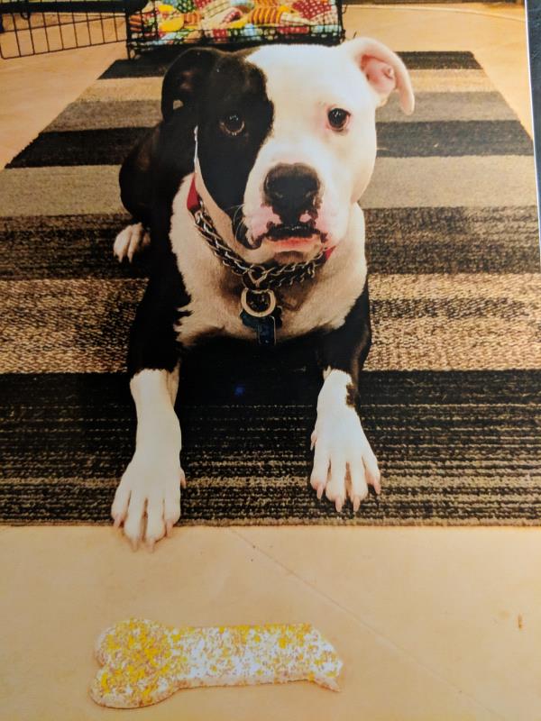 /images/uploads/griffin pond animal shelter/loveyourpet2018/entries/6557thumb.jpg